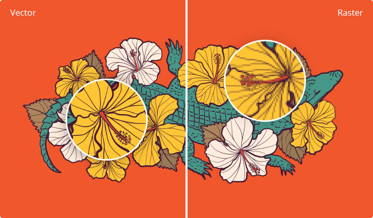 Comparison of vector and raster graphics on Amadine illustration