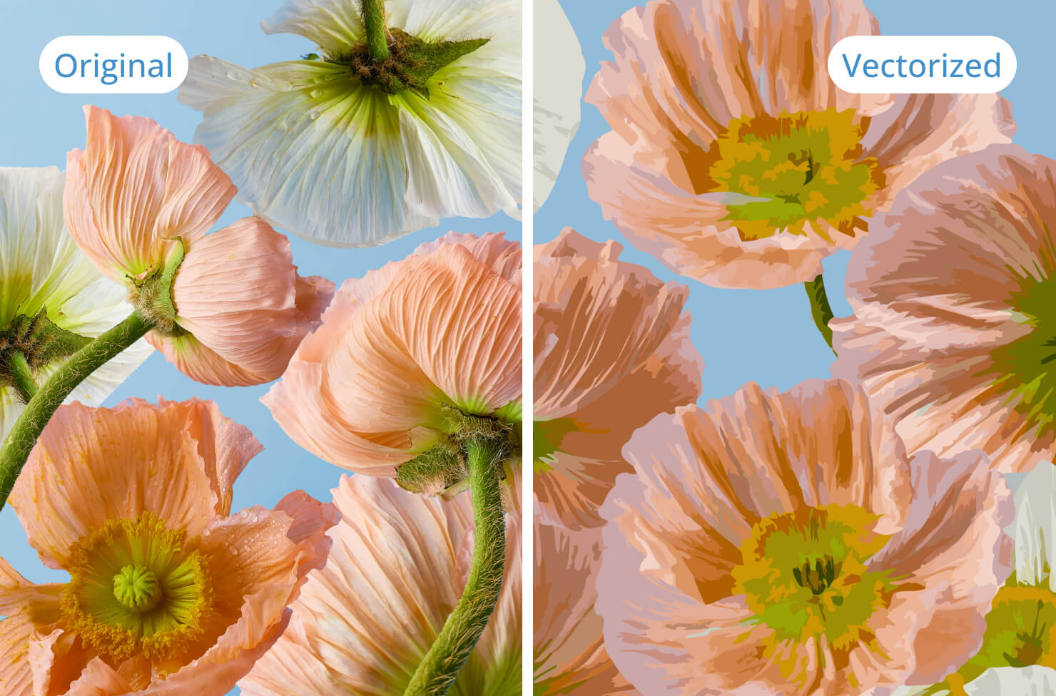 Original flower photo compared with its vectorized version, showing adjusted shapes and colors.
