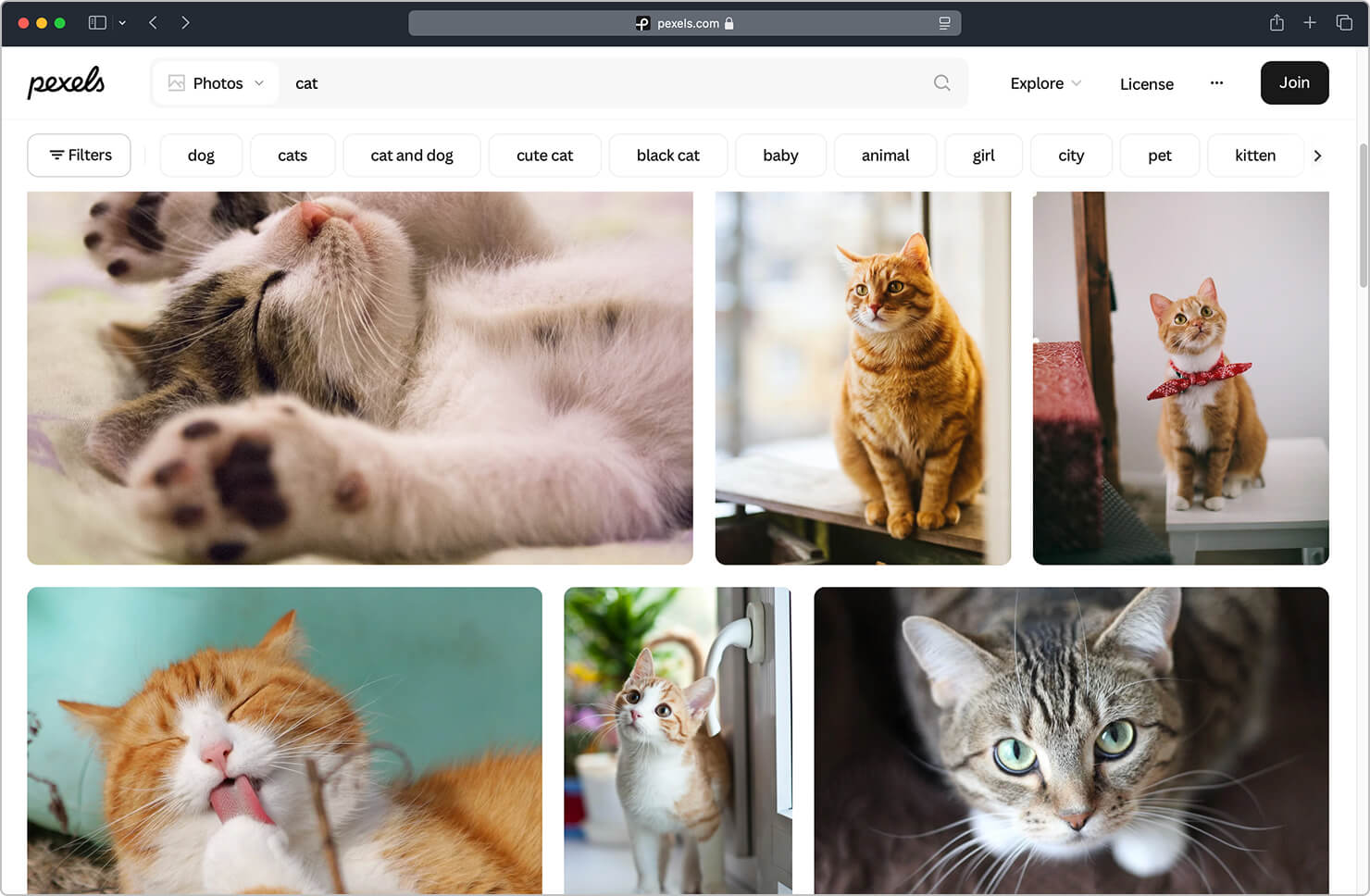 Pexels website with cat photography search.