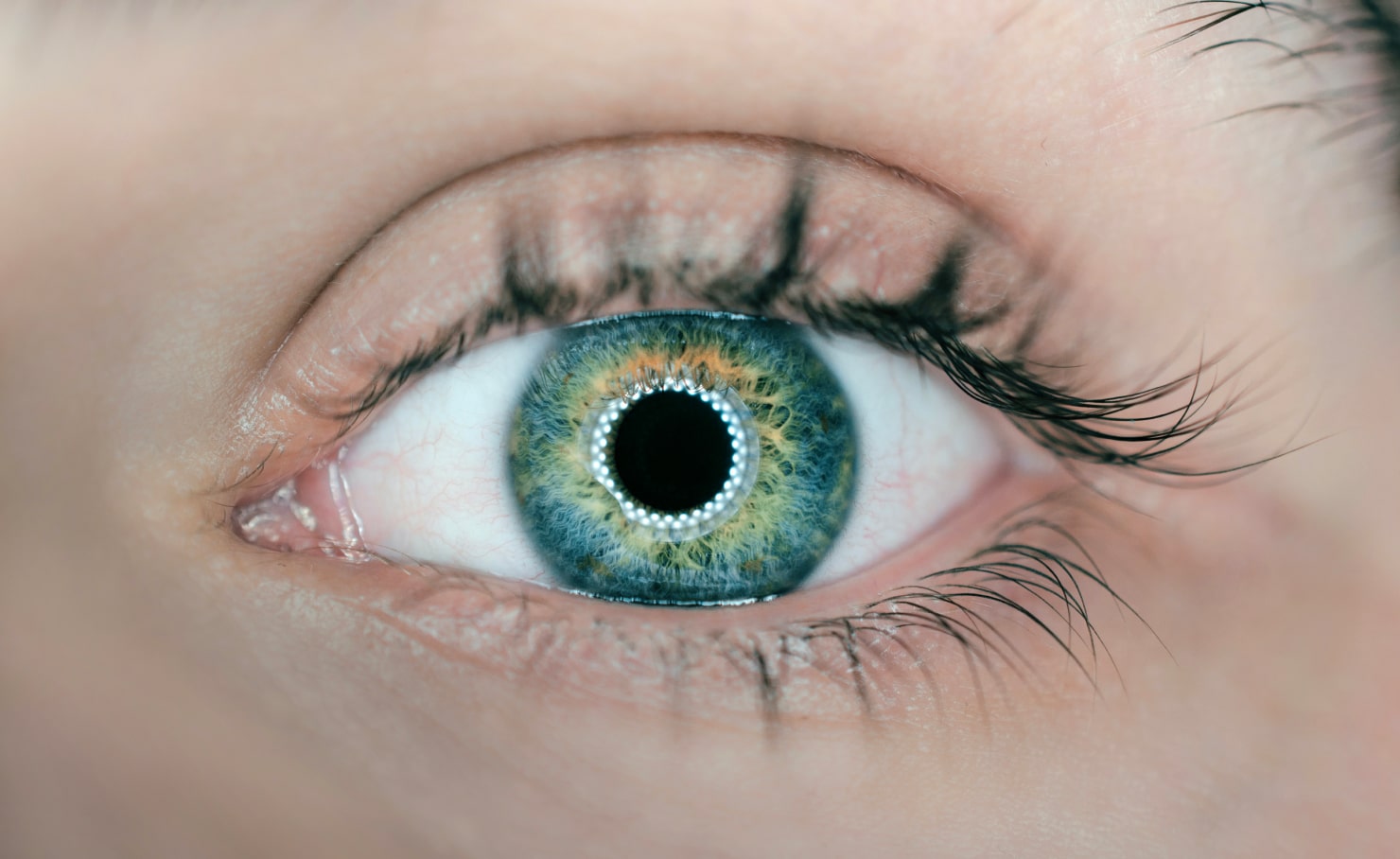The fovea of the eye gliding smoothly over the rounded corners.